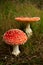 toxic wild fly mushroom amanita muscaria