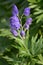 Toxic Wolfsbane or Monk\'s Hood (Aconitum napellus)