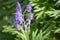 Toxic Wolfsbane or Monk\'s Hood (Aconitum napellus)