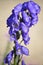 Toxic Wolfsbane or Monks Hood (Aconitum napellus)