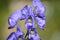 Toxic Wolfsbane or Monks Hood (Aconitum napellus)