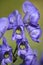 Toxic Wolfsbane or Monks Hood (Aconitum napellus)