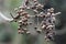Toxicodendron sylvestre fruits