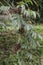 Toxicodendron sylvestre fruits