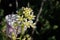 Toxicoscordion Fremontii Bloom - Santa Monica Mountains - 033022