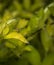 Toxomerus marginatus or flower fly on a green leaf