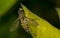 Toxomerus marginatus or flower fly on a green leaf