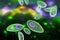 Toxoplasma gondii on colorful background