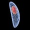 Toxoplasma gondii isolated on black background