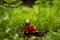 Toy brown frog and red car on the grass