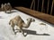 Toy camels walks on a sand table as toy animals take over a house