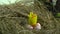 A toy chicken sits on quail eggs in a nest