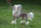 Toy Chinese Crested Dog On a Leash