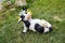 Toy cow lying upside udder
