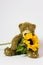 Toy cute teddy bear with a living flower in its paws