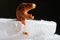 A toy dinosaur frozen into a block of ice or iceberg. The concept of extinction of dinosaurs and lizards due to climate change,