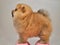 Toy Dog, Charles Puppy, Pomeranian Spitz German miniature ,