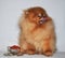 Toy Dog, Charles Puppy, Pomeranian Spitz German miniature ,