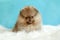 Toy Dog, Pomeranian Spitz German