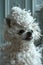 Toy dog with a wig Poodle with white hair covering its snout