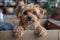 Toy dog Yorkipoo sitting in cardboard box, a small brown dog breed