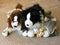 Toy dogs family