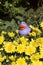 Toy duck rests among a Mum plant