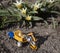 Toy excavator loads small quail eggs, painted in gold and silver, into a toy dump truck