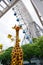 Toy Giraffe under Ferris Wheel