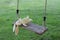 Toy left on swing