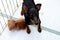 Toy Manchester Terrier