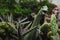 A toy model of a Brachiosaurus stands against a background of cacti