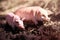 Toy pig in wildlife photographed toy outdoors