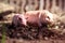 Toy pig in wildlife photographed toy outdoors