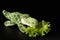 Toy plush crocodile eats a curly lettuce leaf on a black background. The concept of vegetarian food, children's menu