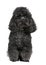 Toy poodle (4 years old)