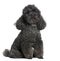 Toy poodle (4 years old)