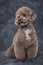 Toy poodle apricot portrait in studio with gray background.