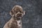 Toy poodle apricot portrait in studio with gray background.