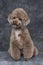 Toy poodle apricot portrait in studio with gray background.