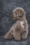 Toy poodle apricot portrait in studio with gray background.