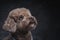 Toy poodle apricot portrait in studio with gray background.