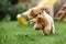 A toy poodle biting and fetching a soft rubber toy and running in public park. Fast and furious puppy quickly run toward camera in