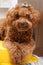 Toy Poodle with blue ribbon 2