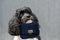 Toy poodle carries a handbag