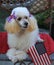 Toy Poodle dog with 4th of July bows