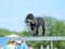 Toy Poodle at a Dog Agility Trial