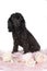 Toy poodle dog black sitting on pink fur with flowers isolated against a white background