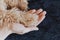 Toy poodle Dog paws and human hand close up, top view. friendship, trust, love, the help between the person and a dog