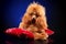 Toy Poodle lying on a red pillow